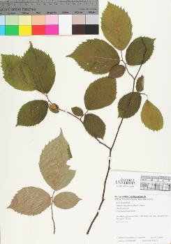 primary herbarium image