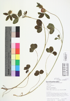 primary herbarium image