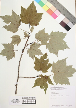 primary herbarium image