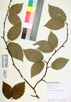 primary herbarium image
