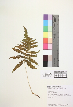 primary herbarium image