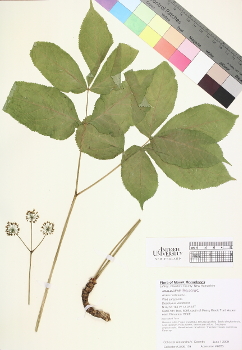 primary herbarium image