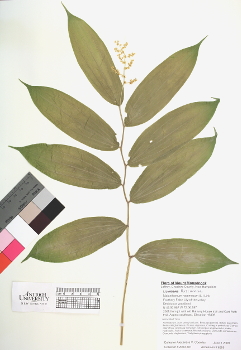 primary herbarium image