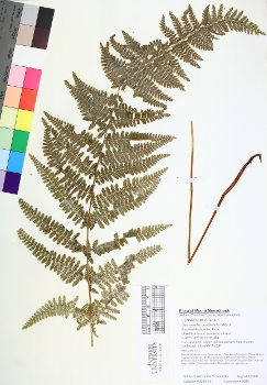 primary herbarium image