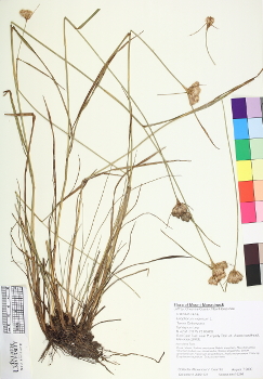 primary herbarium image