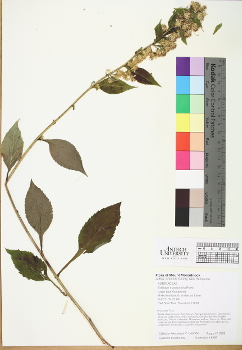 primary herbarium image