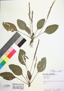 primary herbarium image