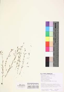 primary herbarium image