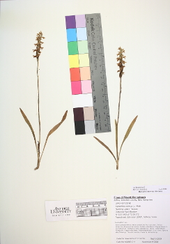 primary herbarium image