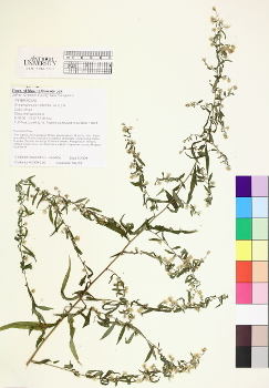 primary herbarium image