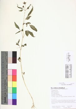 primary herbarium image