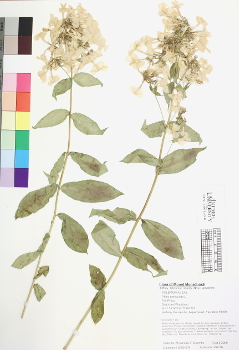 primary herbarium image