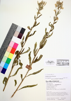 primary herbarium image