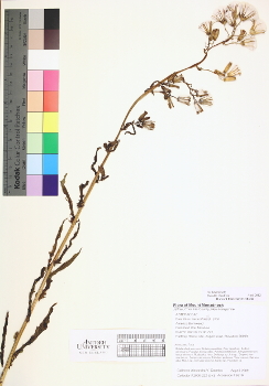 primary herbarium image