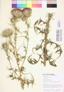 primary herbarium image