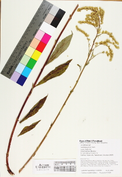 primary herbarium image