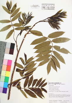 primary herbarium image