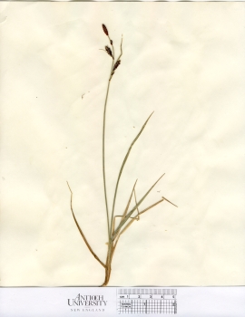 primary herbarium image