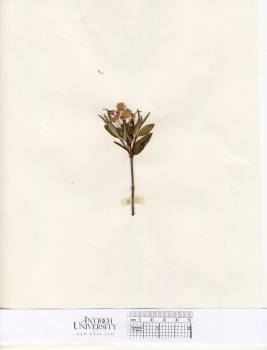 primary herbarium image