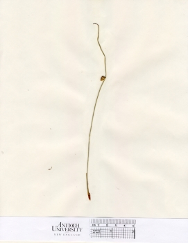 primary herbarium image