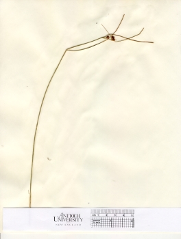 primary herbarium image