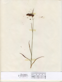 primary herbarium image