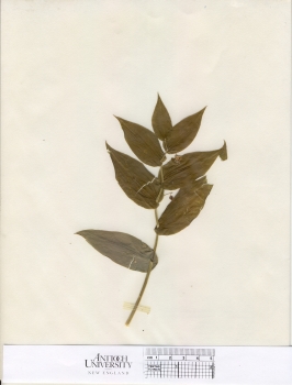 primary herbarium image