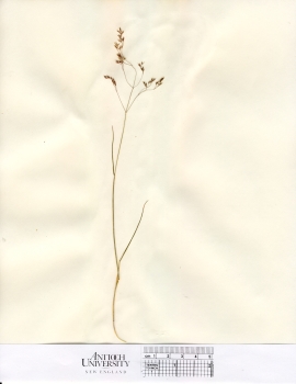 primary herbarium image