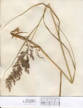 primary herbarium image