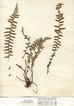 primary herbarium image