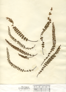 primary herbarium image
