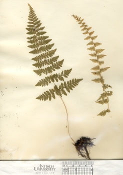 primary herbarium image