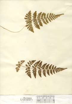 primary herbarium image