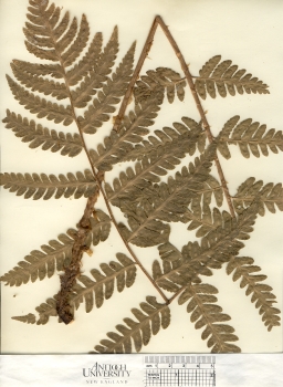 primary herbarium image