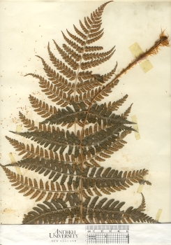 primary herbarium image