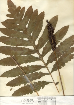primary herbarium image