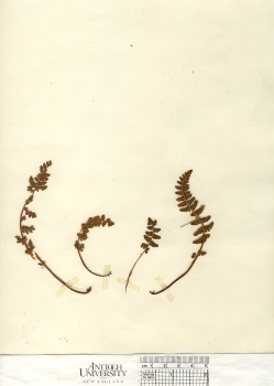 primary herbarium image