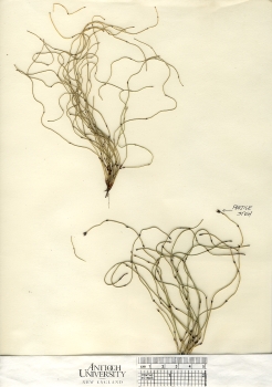 primary herbarium image