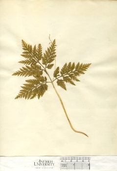 primary herbarium image