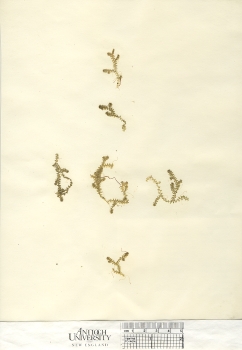 primary herbarium image