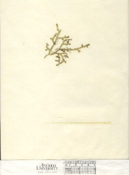 primary herbarium image
