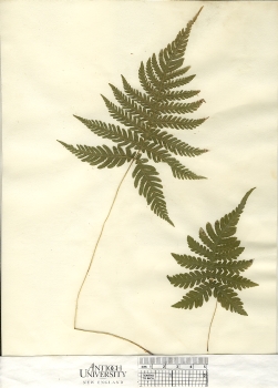primary herbarium image