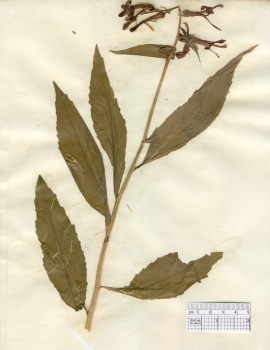 primary herbarium image