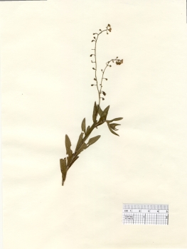 primary herbarium image
