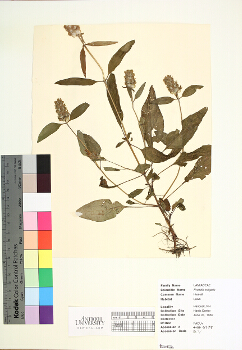 primary herbarium image