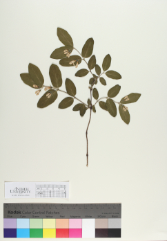 primary herbarium image
