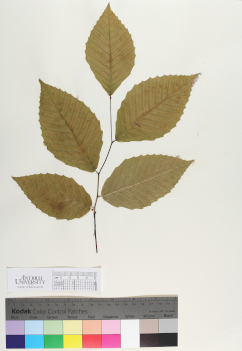 primary herbarium image