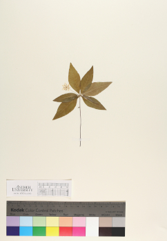 primary herbarium image