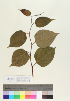 primary herbarium image