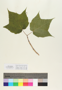 primary herbarium image